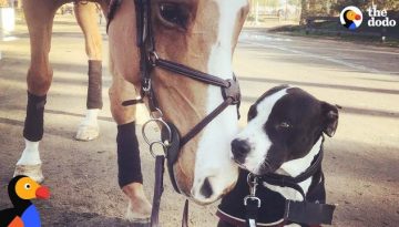 Dog Thinks He’s Actually a Horse