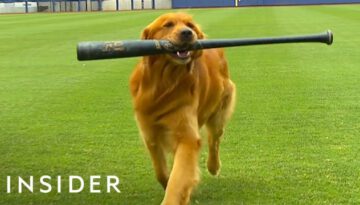 Dog Works as a Batboy at Baseball Games
