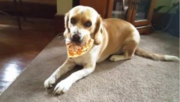 Dogs Stealing Pizza