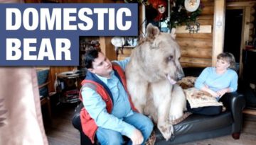 Domesticated 7ft Bear Lives With Russian Couple