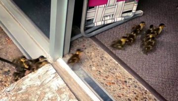 Ducklings Born at School Get Escorted out with Their Mom