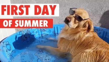 First Day of Summer Pets