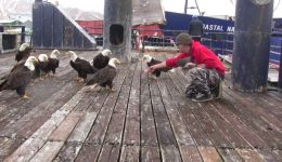 Fisherman Causes Bald Eagle Feeding Frenzy