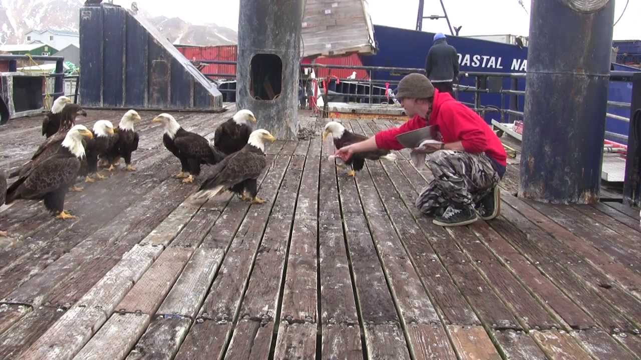 Fisherman Causes Bald Eagle Feeding Frenzy – 1Funny.com
