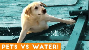 Funniest Pets Playing with Water Compilation of 2018