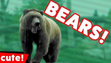 Funny Awesome Bears 2016