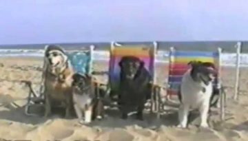 Funny Dogs at the Beach – Compilation