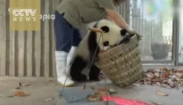 Giant Pandas Create Trouble as Staff Cleans Their House
