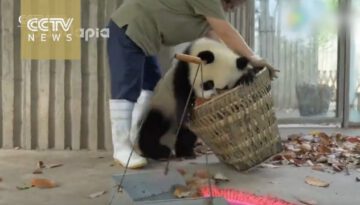 Giant Pandas Create Trouble as Staff Cleans Their House