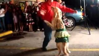 Golden Retriever Salsa Dance