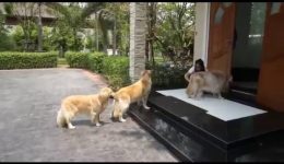 Golden Retrievers Patiently Wait to Get Paws Cleaned