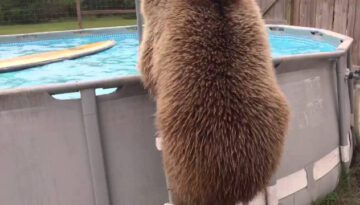 Grizzly Bear Playing in a Swimming Pool