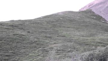 Grizzly Bear Rolling down a Hill