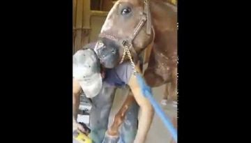 Horse Licks Owner for Putting Hoof On