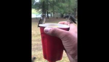 Hummingbirds Drinking from a Man’s Cup