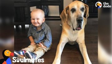 Massive Dog Takes Care Of His Favorite Little Boy
