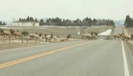Massive Herd of Elk in Montana