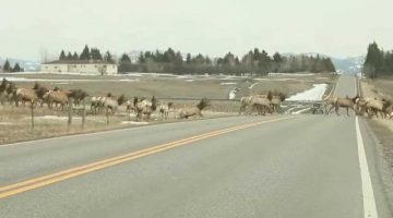 Massive Herd of Elk in Montana
