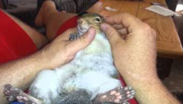 Meet Jill: The Most Famous Pet Squirrel on the Internet