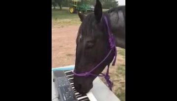 Musical Piano Horse
