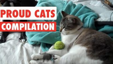 Proud Cats Video Compilation 2017