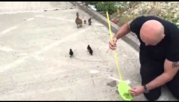 Saving a Family of Ducklings From a Storm Drain