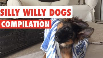 Silly Willy Dogs 2016