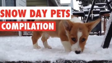 Snow Day Pets 2016