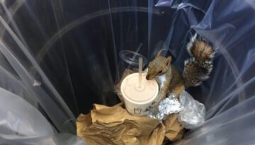 Squirrel Steals Milkshake from Garbage Can