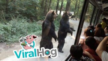 Standing Bears Entertain Tourists on Bus