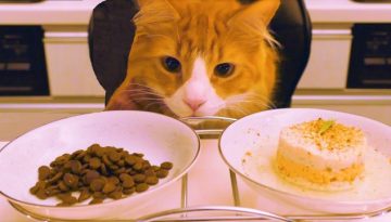 Store Cat Food vs. Homemade