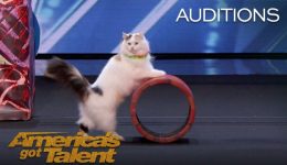 Super Trained Cats Perform Exciting Routine