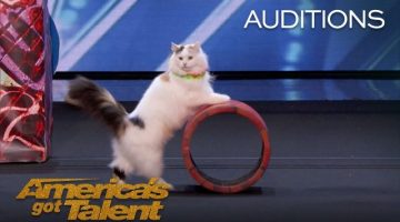 Super Trained Cats Perform Exciting Routine