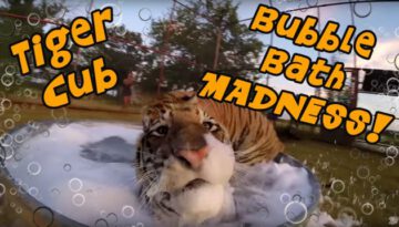 Tiger Cub Bubble Bath MADNESS!!!