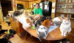 Ultimate Cat Lady: Woman Shares Her Home With 1,100 Felines