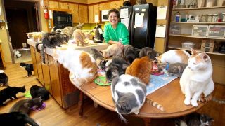 Ultimate Cat Lady: Woman Shares Her Home With 1,100 Felines