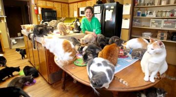 Ultimate Cat Lady: Woman Shares Her Home With 1,100 Felines