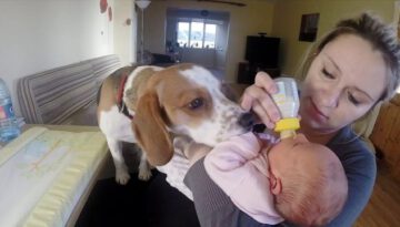 Why You Should Have a Dog and a Baby