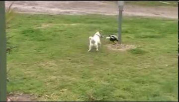 A Dog and a Crow Playing Together