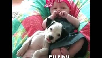 A Little Girl and a Pitbull