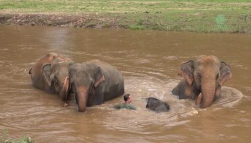 Amazing Elephant Friendship
