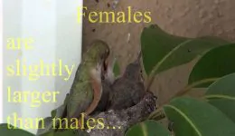 Baby Hummingbirds Life Cycle From Start to Finish. Must See! Awesome!