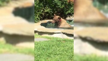 Bear in a Hot Tub