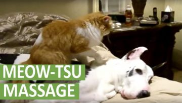Cat Gives Great Dane Relaxing Massage