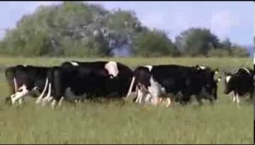 Cows Playing with a Ball