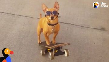 Dog Loves to Go to the Skate Park With His Dad