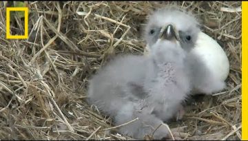 Highlights of Cute Baby Eaglets From D.C.’s Eagle Cam