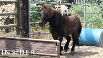 How This Dog Learned To Ride Horses
