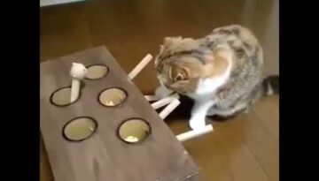 Ingenious Cat Toy