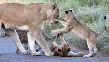 Lion Cub Madness – The Cutest Sighting Ever!